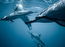 世界杯赛程时间查询-纳斯达克综合指数涨幅扩大，现涨1.0%